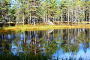 Järvenpinnasta heijastuvaa metsää
