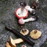 Kärpässieniä ja muita