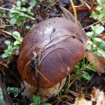 Herkkutatti lähikuva